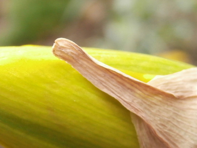 The delicate papery cover of the daffodil petal