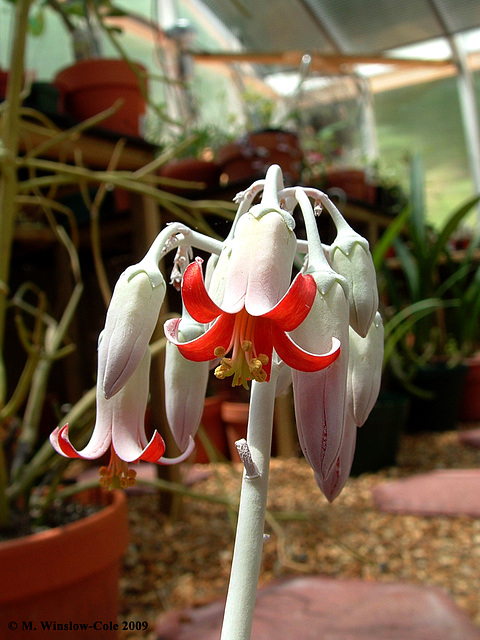 Cotyledon in flower