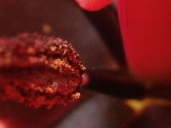 Close up of the stamen in the tulip