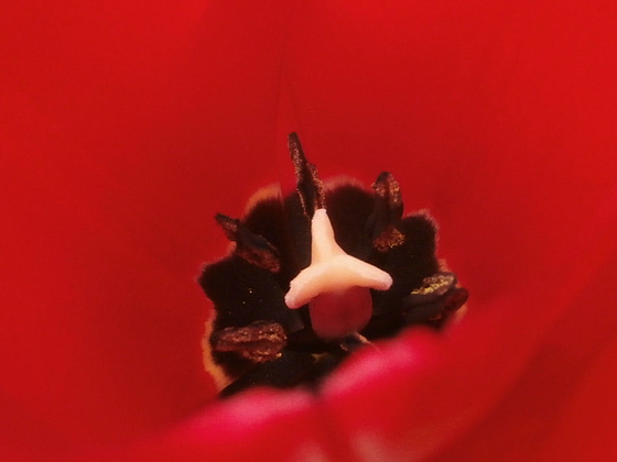 Looking into a tulip