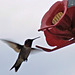 DSCF2117b Humming bird & feeder