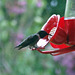 DSCF2074a small Humming bird on a  feeder