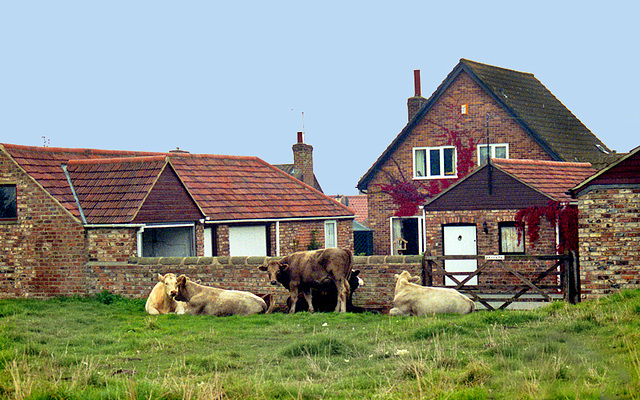 Cattle near Aldborough