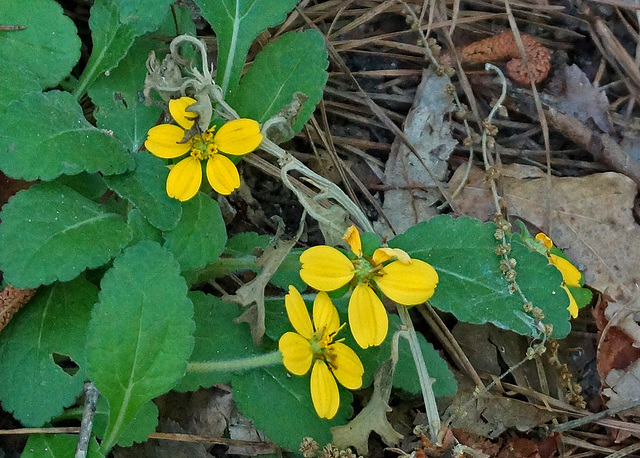 Yellow Wildflowers