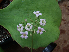 Kalanchoe synsepala flower and leaf