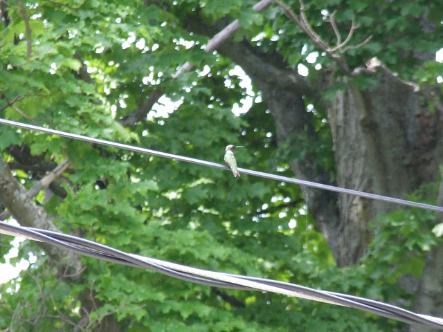 DSCF2079a very small bird on a wire