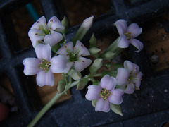 Kalanchoe synsepala flower