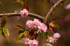 Pink Blossoms_1