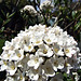 DSCF2627a Viburnam flowering