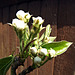 DSCF2625a Pear tree flower buds
