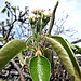 DSCF2617a Pear tree flower buds