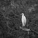 Solitary egret