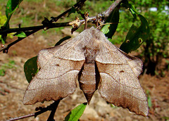 Walnut Sphnix Moth