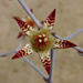 Graptopetalum Superbum flower