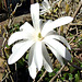 DSCF2597b Magnolia Stellata flower
