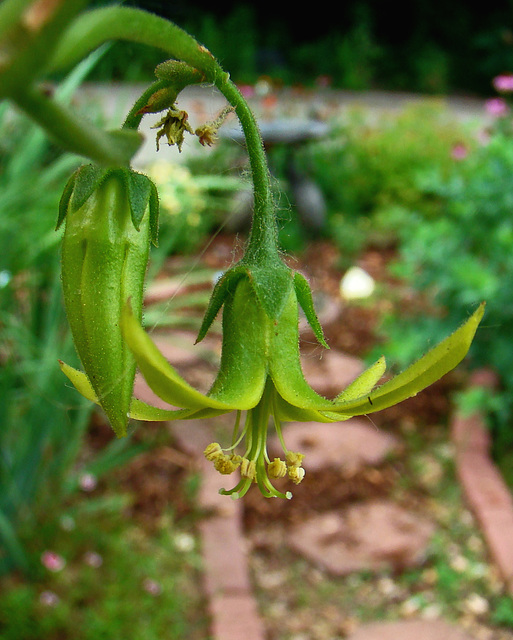 Cotyledon flower