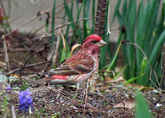 Purple Finch (Male)