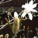 DSCF2564a Magnolia Stellata bud