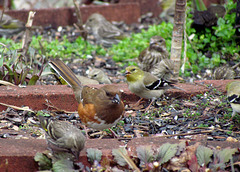 Eastern Towhee (Female) and a Goldfinch