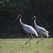 20100324-0950 Sarus crane