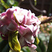 DSCF2524  Daphne "Jaqueline Postill" flower