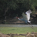 20100324-0955 Sarus crane