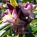 DSCF2511b  Daphne 'Jaqueline Postill' flower