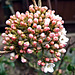 DSCF2492a Viburnam flower buds