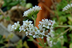 Crassula Socialis Flower