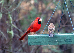 Male Cardinal and Purple Finch