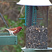 Purple Finch with Tick