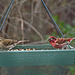 Purple Finch with Tick
