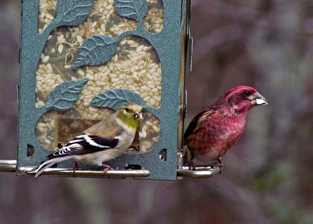 Goldfinch and Male Purple Finch