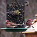 Finches at the feeder