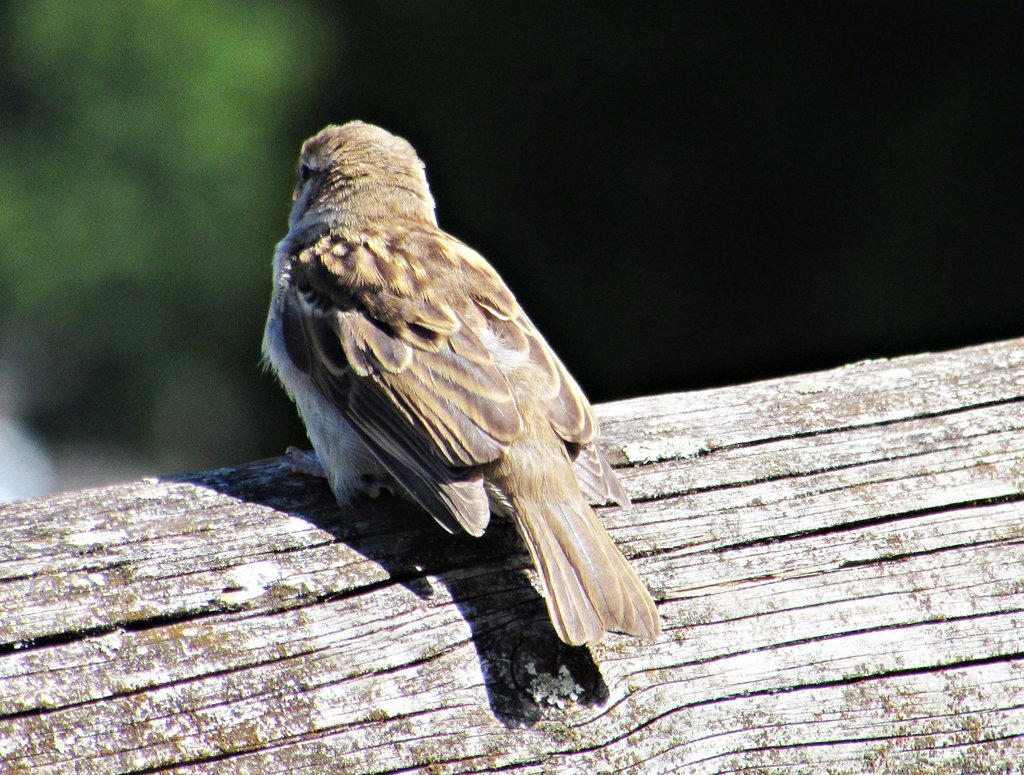 Sparrow on log!