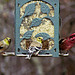 Goldfinches and Male Purple Finch