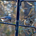 Purple finch (female or juvenile) and a tufted titmouse