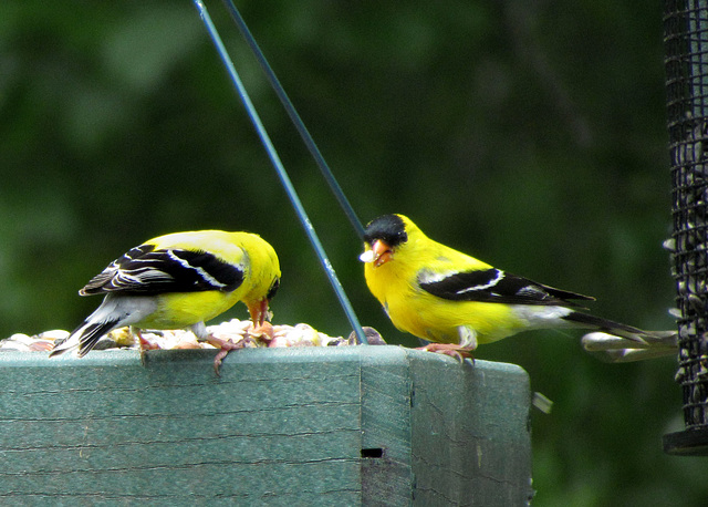 Goldfinches  (Males)