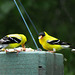 Goldfinches  (Males)