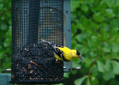Goldfinch - Male in Summer Plumage