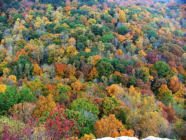 Autumn in Alabama