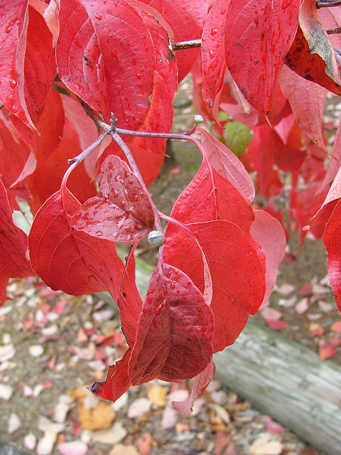 Dogwood leaves