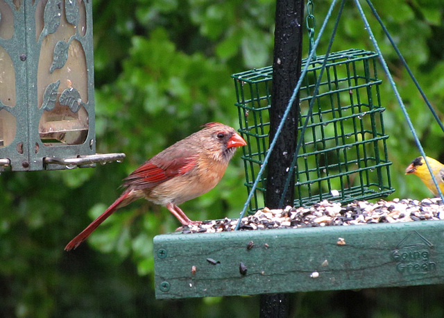 Cardinal - Female