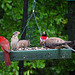 Cardinal, Rose-Breasted Grosbeaks, Mourning Doves and a Goldfinch