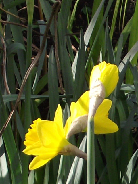 Gorgeous yellow of the daffodils