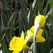 Gorgeous yellow of the daffodils