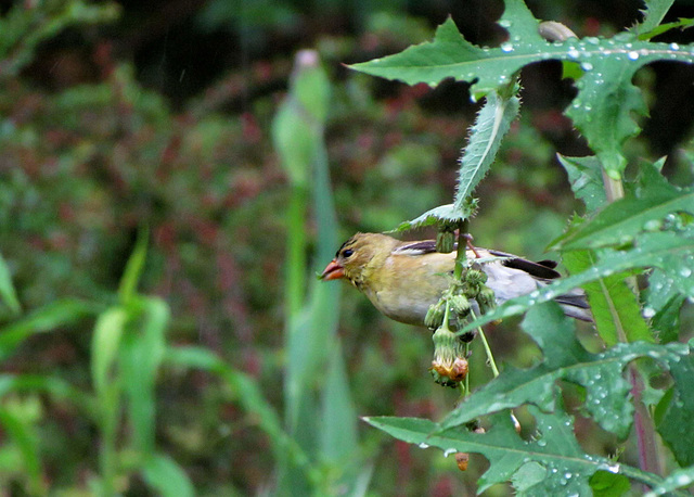 Goldfinch - Female