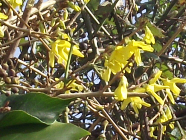 The forsythia brightens jp the hedge