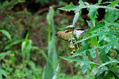 Goldfinch Eating Thistle Seeds
