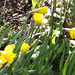 Lovely group of daffodils